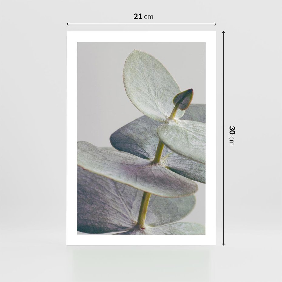 Plakat bez ramy 21x30 - Zbliżenie Liści Eukaliptusa - eukaliptus, zbliżenie