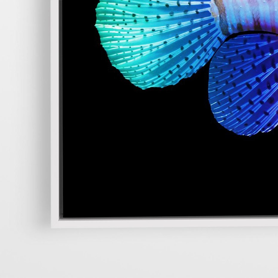 Obraz w ramie 100x70 - Tęczowa Piękność - kolorowa tęczowa ryba, mocny akcent na czarnym tle - rama biała