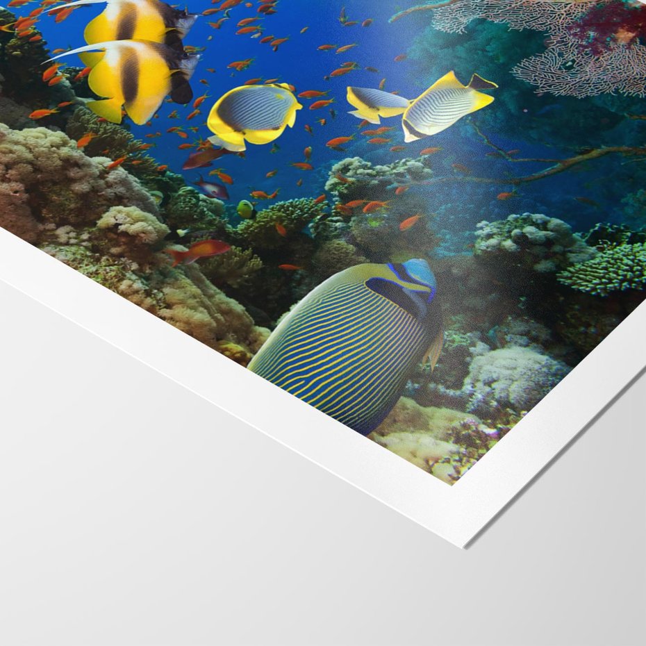 Plakat bez ramy 40x50 - Podwodne królestwo rafy koralowej - rafa, koralowa
