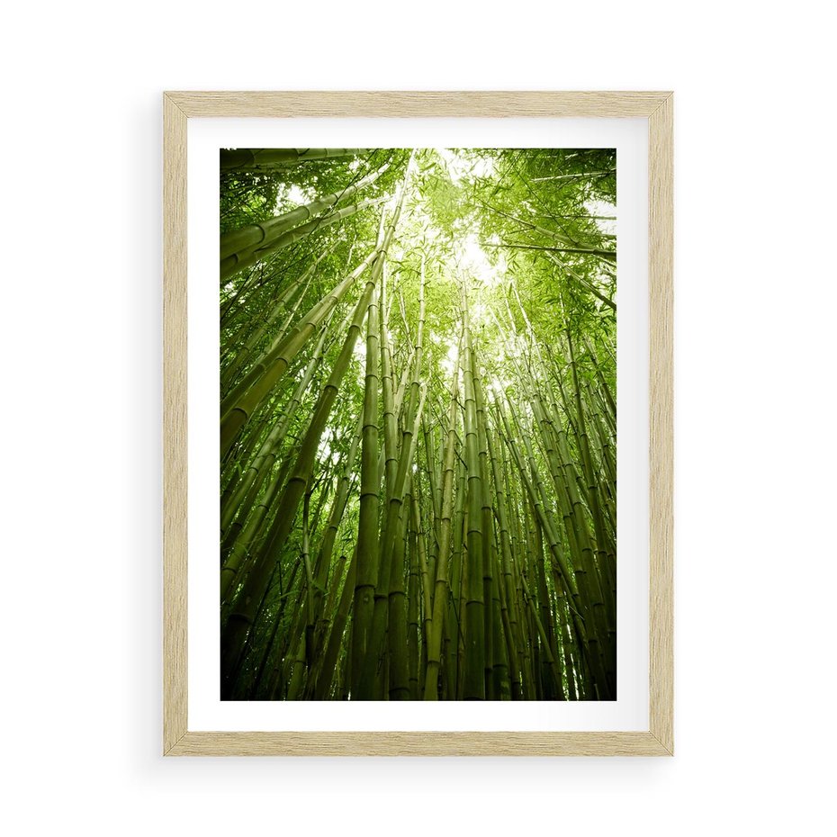 Plakat w ramie 50x70 - Siła Natury - drzewa, las - rama drewno