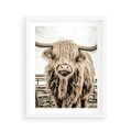 Plakat w ramie 40x50 - Klimat Wiejskiego Życia - amerykańska krowa, byk - rama biała