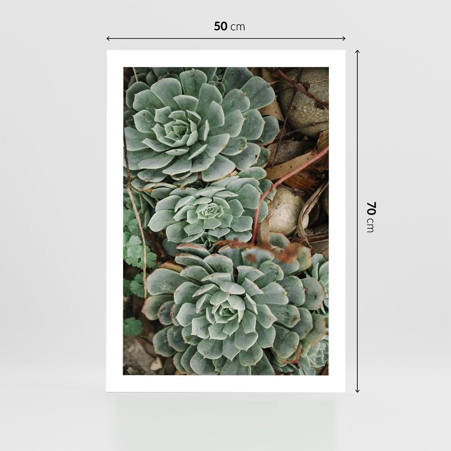 Plakat bez ramy 50x70 - Zielona Uroda Sukulentów - sukulenty, zielone liście