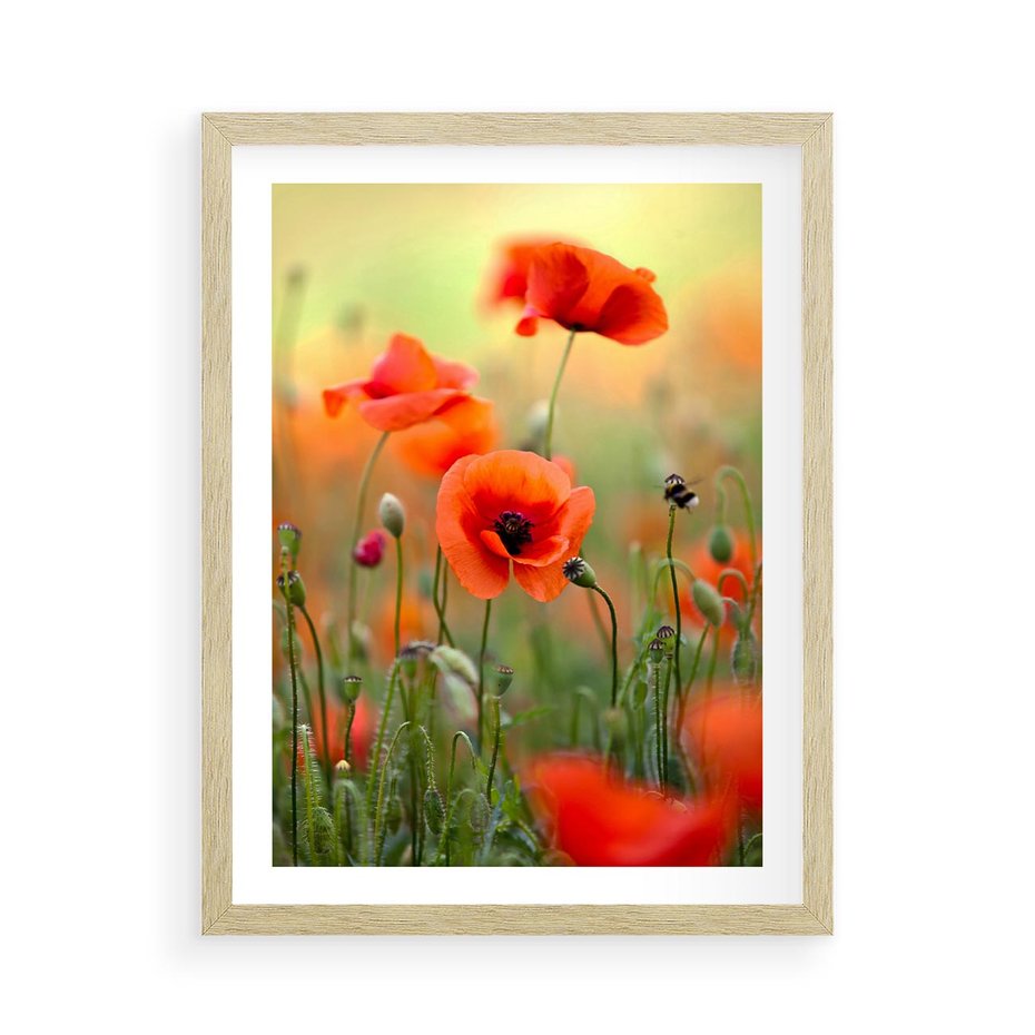 Plakat w ramie 50x70 - Makowa Pasja - maki, kwiaty - rama drewno