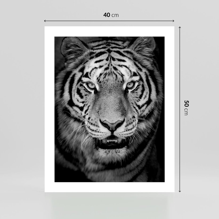 Plakat bez ramy 40x50 - Tygrys Czarno-Biały: Siła i Delikatność - tygrys, czarno