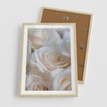 Plakat w ramie 50x70 - Białe róże piękności - białe, róże - rama drewno