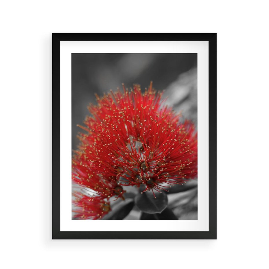 Plakat w ramie 40x50 - Ukwiał na rafie koralowej - ukwiał, rafa - rama czarna