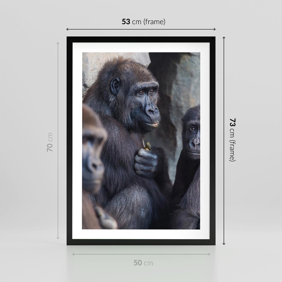 Plakat w ramie 50x70 - Małpy w ich naturalnym środowisku - małpy, szympansy - rama czarna