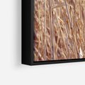 Obraz w ramie 50x50 - Mistrzowskie suche trawy - suche, trawy - rama czarna