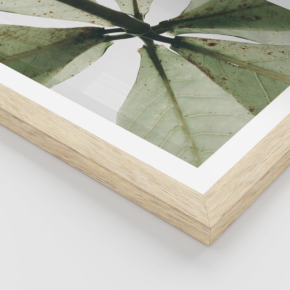 Plakat w ramie 30x40 - Jasna Zieleń w Makro - makro zdjęcie liści, jasna zieleń - rama drewno