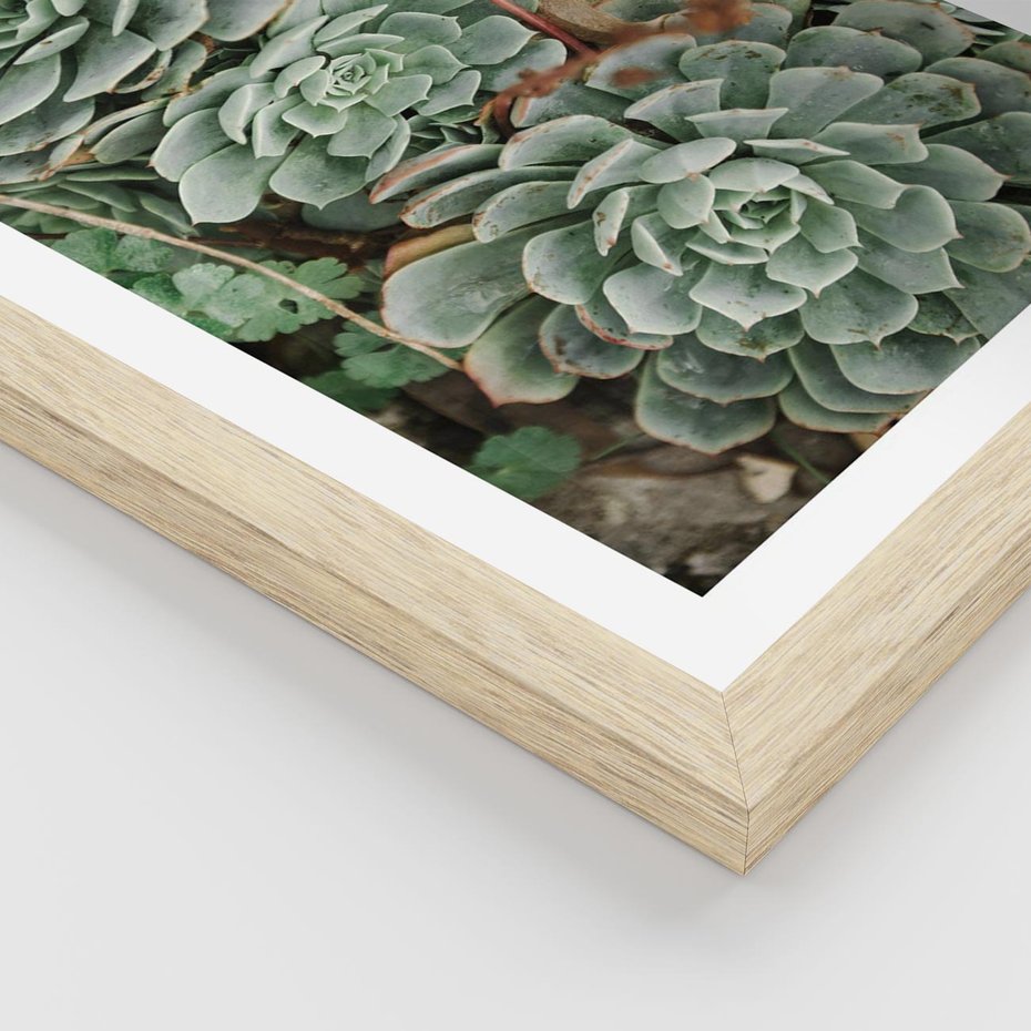 Plakat w ramie 30x40 - Zielona Uroda Sukulentów - sukulenty, zielone liście - rama drewno