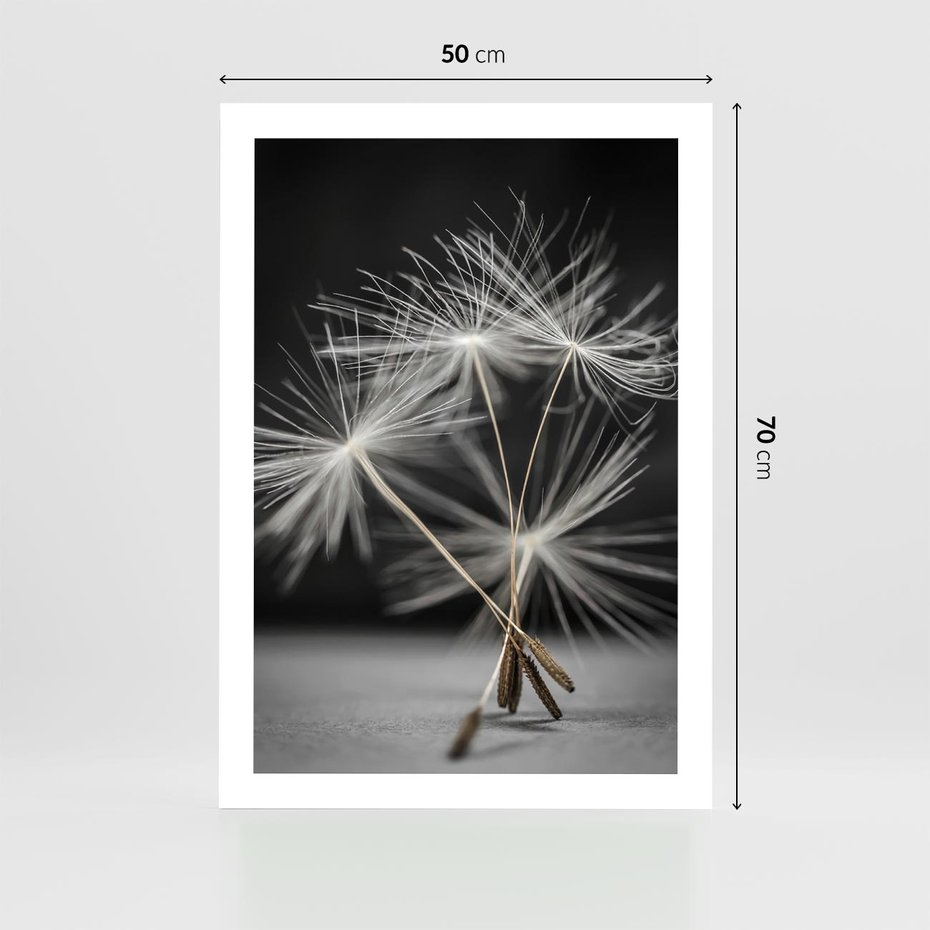 Plakat bez ramy 50x70 - Delikatność dmuchawców zbliżenie - dmuchawce, zbliżenie