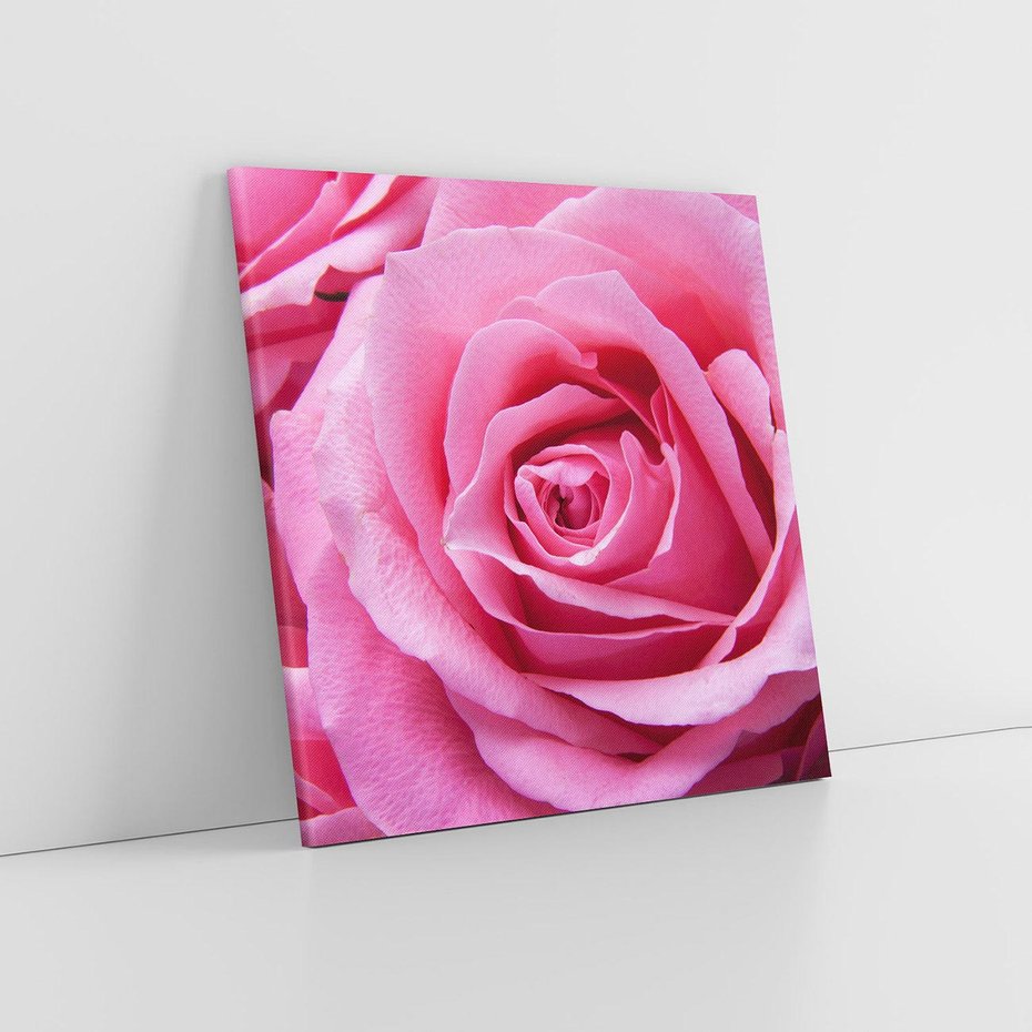 Obraz na płótnie 70x70 - Róża Wspaniałości - róża, kwiat