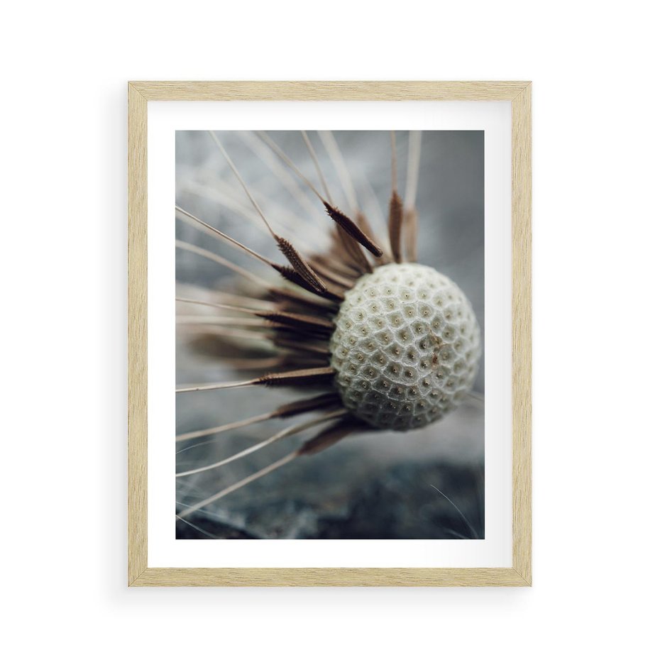 Plakat w ramie 40x50 - Makro Dmuchawiec - dmuchawiec, zbliżenie - rama drewno