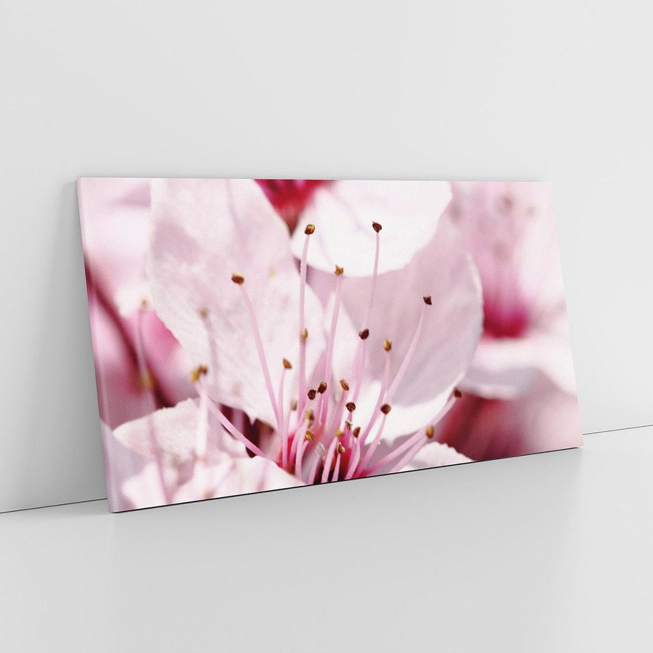 Obraz na płótnie 140x70 - Kwitnąca Wiśnia - kwiaty, kwitnąca