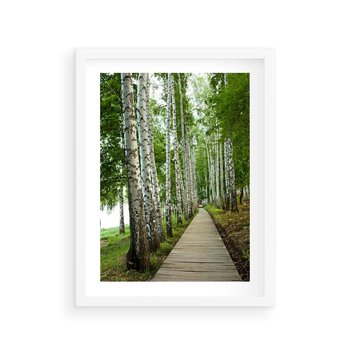 Plakat w ramie 40x50 - Spacer ścieżką przez brzozowy las - las, ścieżka - rama biała