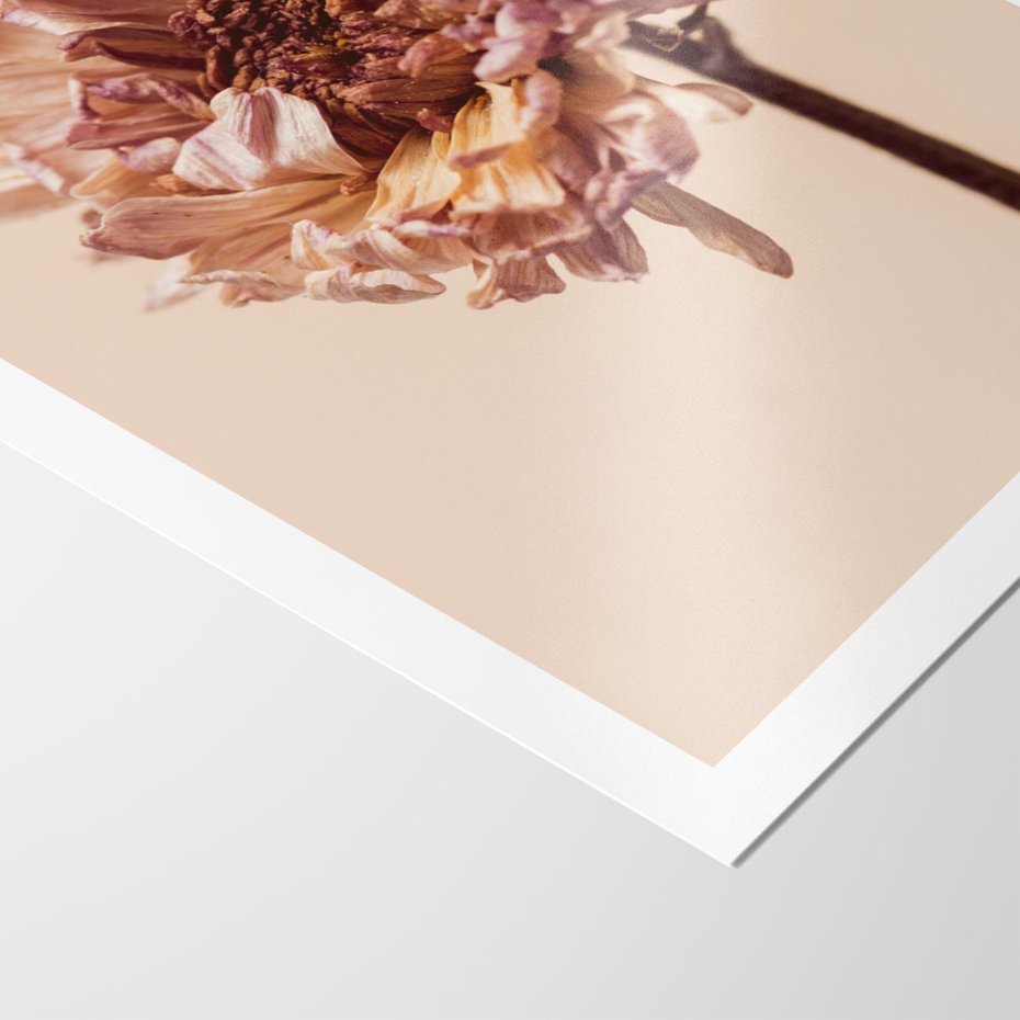 Plakat bez ramy 50x70 - Delikatne piękno - suche, kwiaty