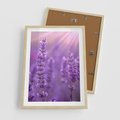 Plakat w ramie 50x70 - Fioletowa harmonia lawendy - lawenda, fiolet - rama drewno