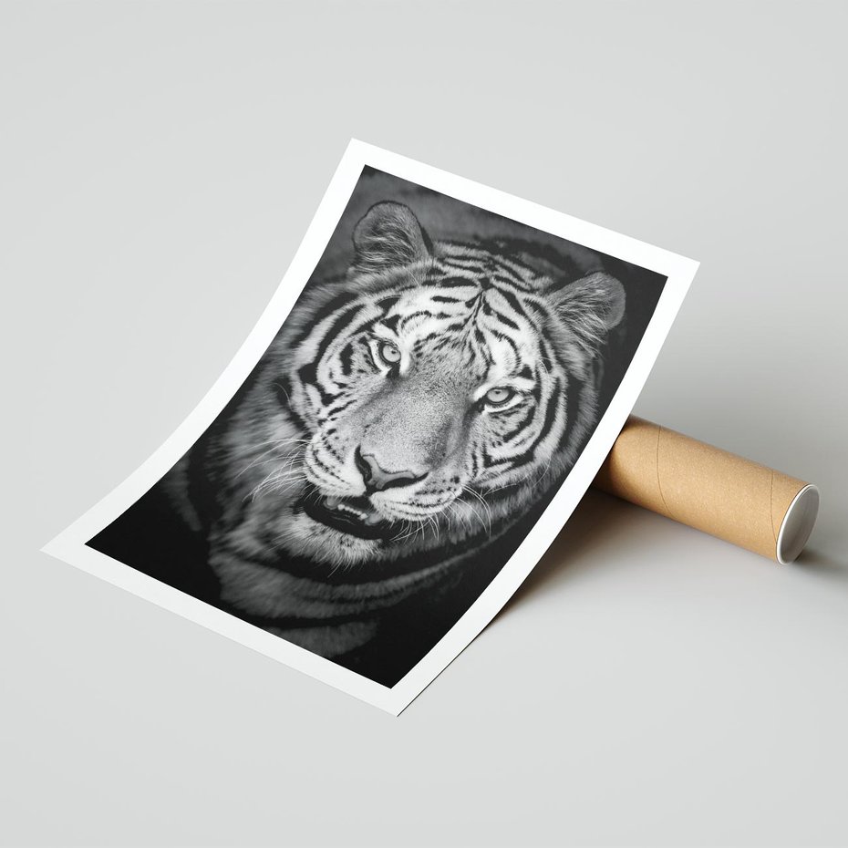 Plakat bez ramy 50x70 - Tygrys Czarno-Biały: Siła i Delikatność - tygrys, czarno