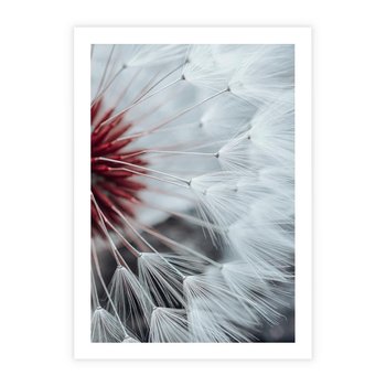 Plakat bez ramy 40x50 - Makro świat dmuchawca - dmuchawiec, makro