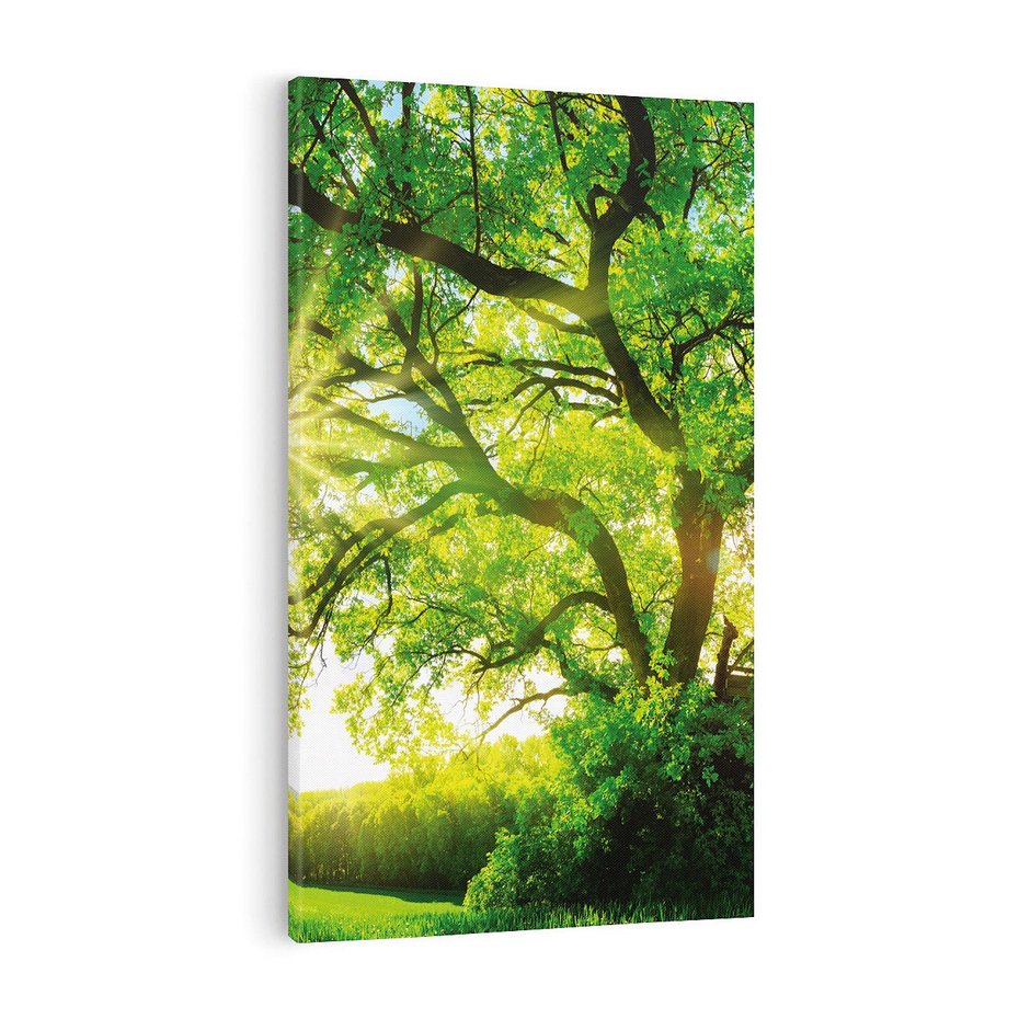 Obraz na płótnie 50x70 - Natura w pełnym rozkwicie - drzewo, niebo