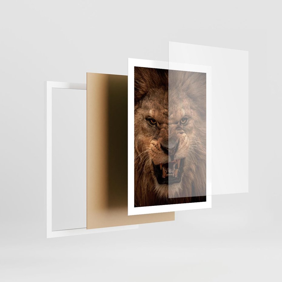 Plakat w ramie 50x70 - Władca Sawanny - lew, sawanna - rama biała