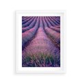 Plakat w ramie 40x50 - Pole Lawendy w Pełnej Krasie - pole lawendy, kompozycja - rama biała