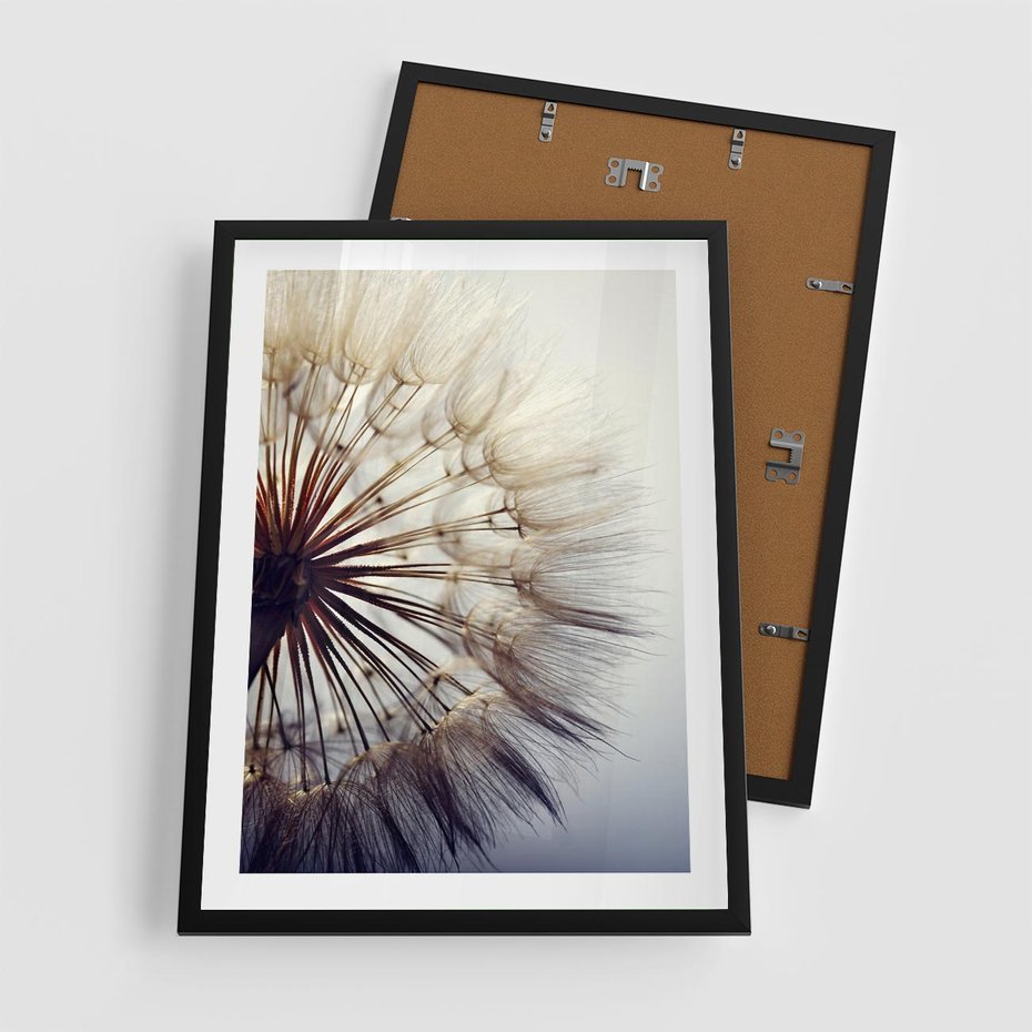 Plakat w ramie 50x70 - Makro piękno dmuchawca - makro, dmuchawiec - rama czarna