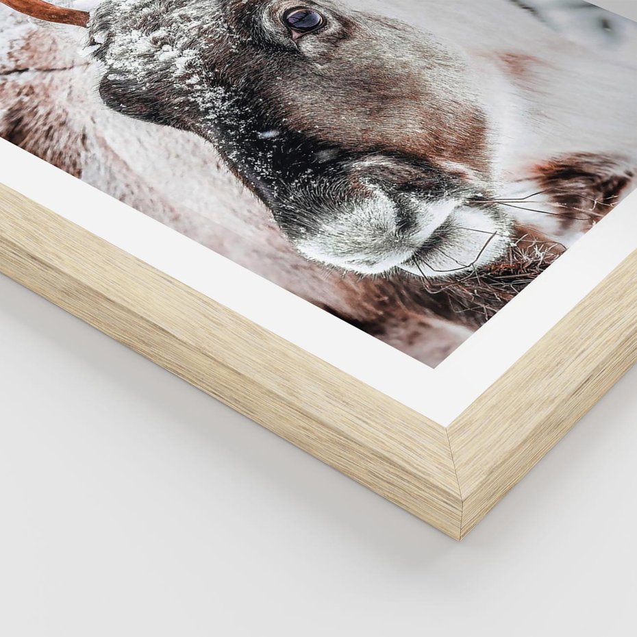 Plakat w ramie 40x50 - Renifer w Zimowej Krainie - renifer, zima - rama drewno