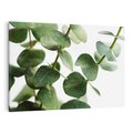 Obraz na płótnie 120x80 - Zielone eukaliptusy - eukaliptus, liście