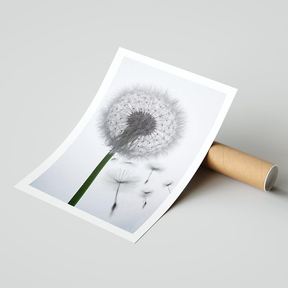 Plakat bez ramy 21x30 - Lekkość Przemijania - dmuchawiec, makro