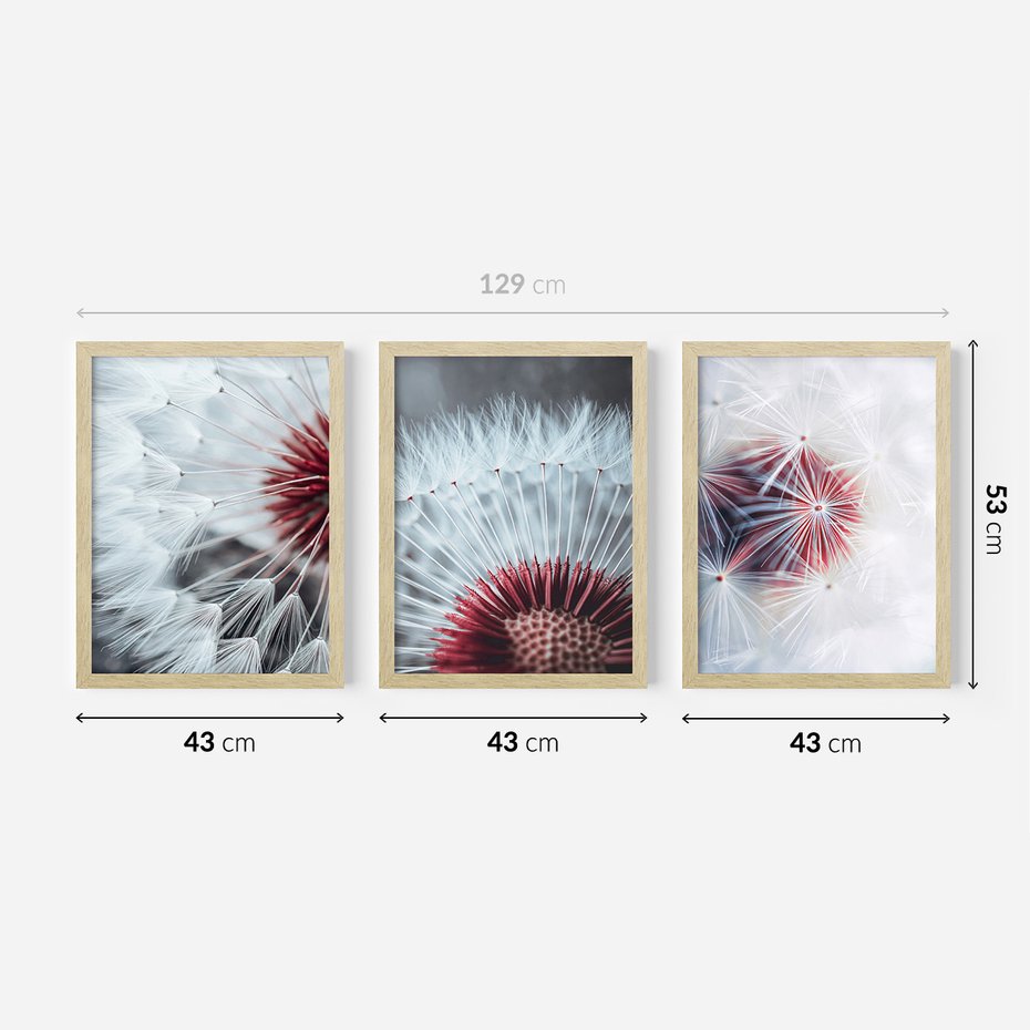 Zestaw obrazy w ramie 40x50 galeria - Dmuchawiec, makro, nowoczesny, styl - rama drewno