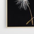 Obraz w ramie 50x50 - Delikatność Wiatru - dmuchawce, makro - rama drewno