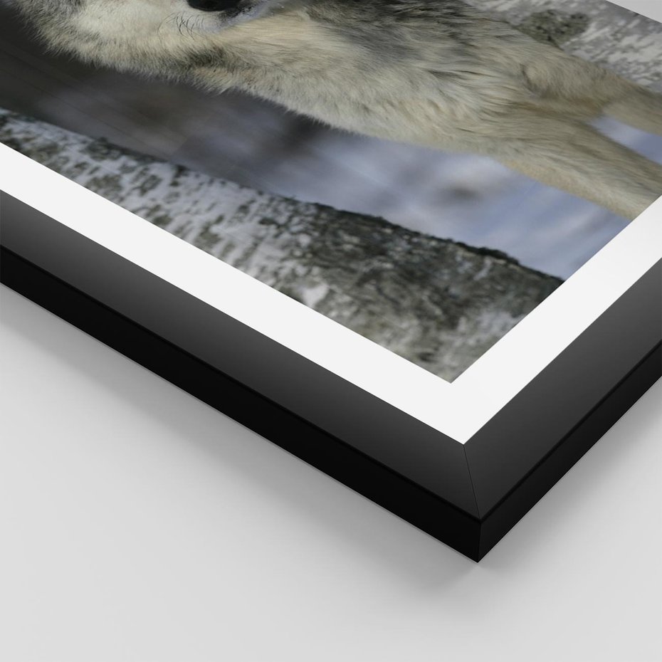Plakat w ramie 30x40 - Wilk w Zimowym Lesie - wilk, las - rama czarna