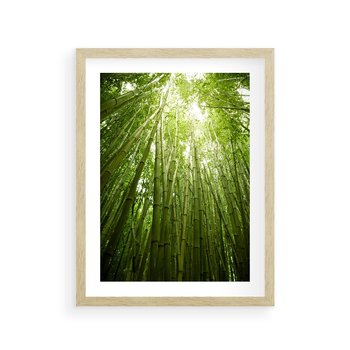 Plakat w ramie 30x40 - Siła Natury - drzewa, las - rama drewno