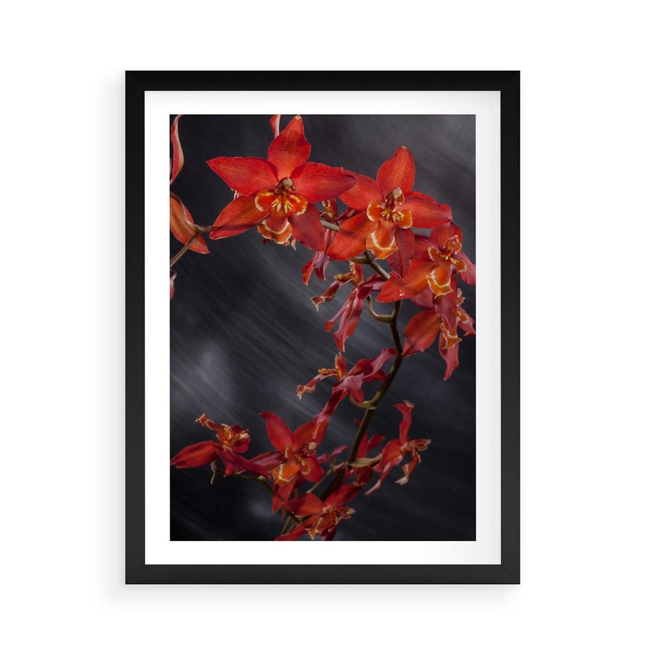 Plakat w ramie 50x70 - Kolorowy Raj - kwiaty, tropikalne - rama czarna