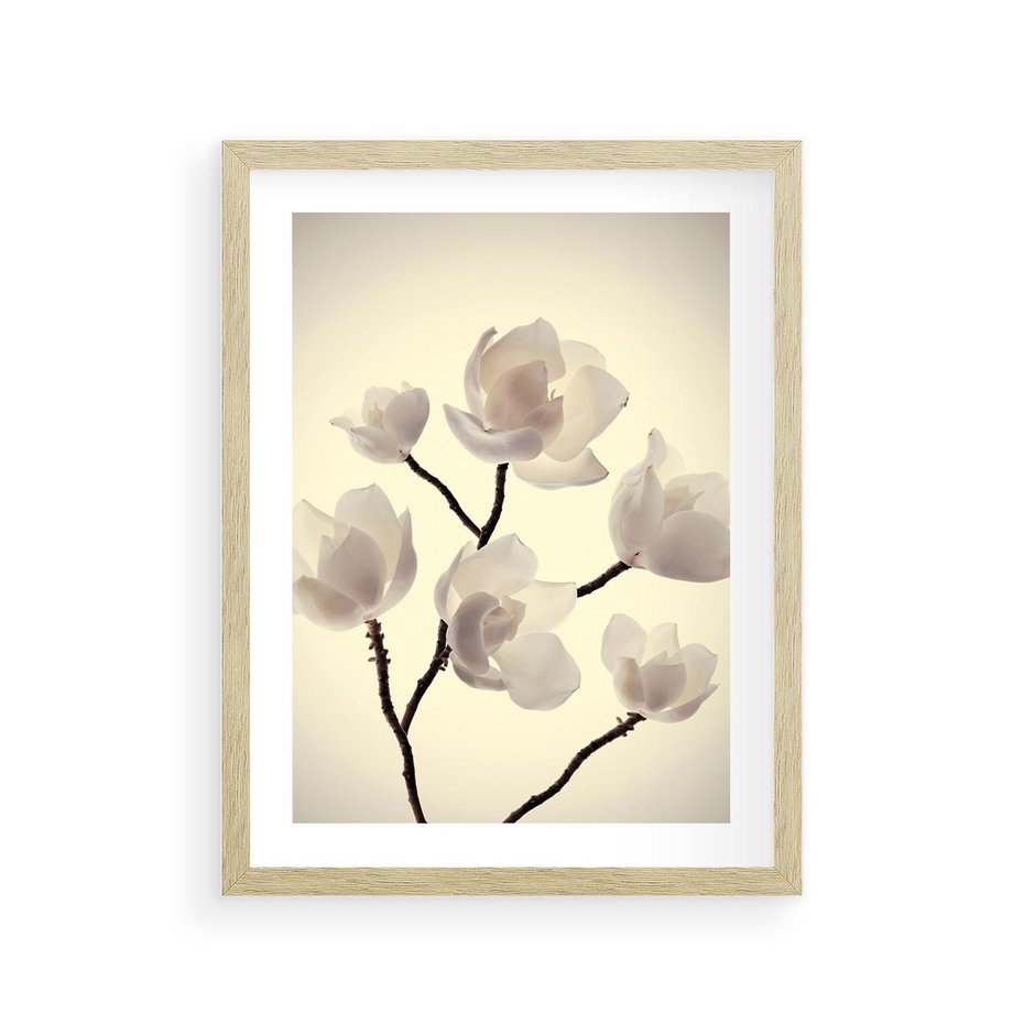 Plakat w ramie 30x40 - Elegancja Natury - magnolia, białe - rama drewno