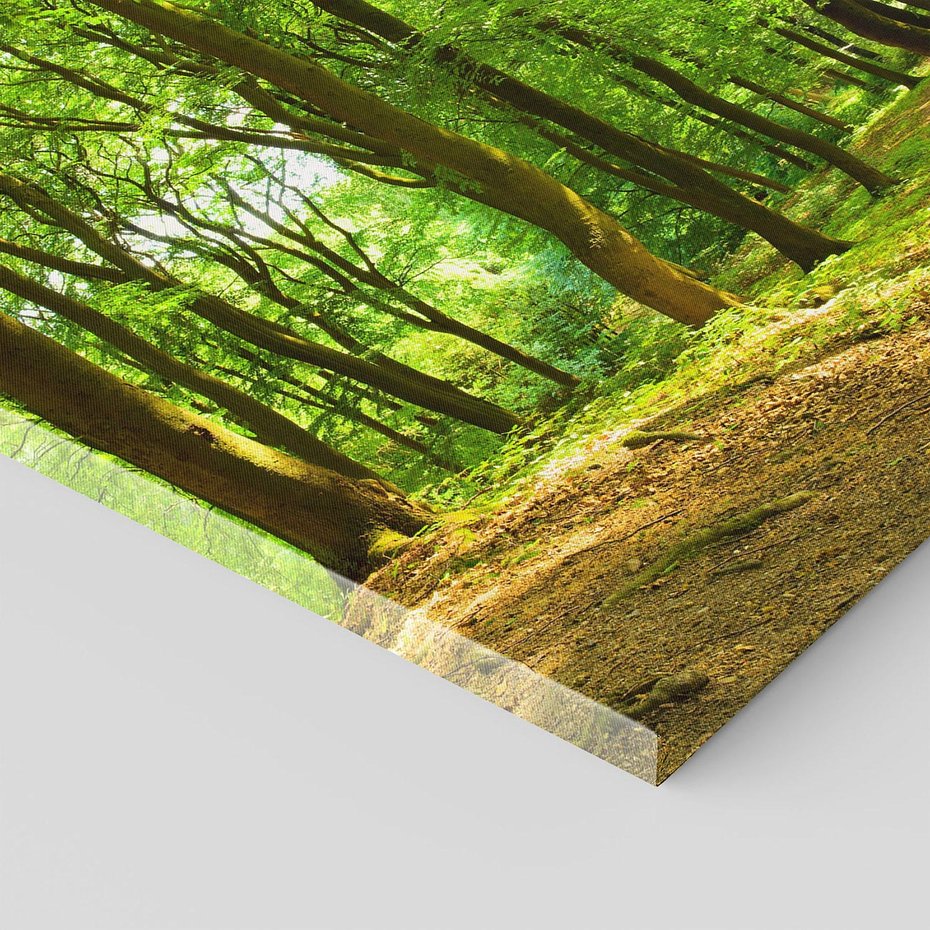 Obraz na płótnie 100x70 - Mistyka leśnych drzew - las, drzewa
