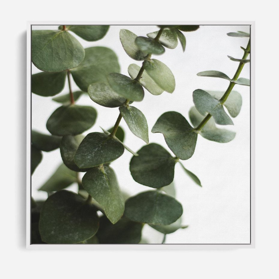 Obraz w ramie 80x80 - Zielone eukaliptusy - eukaliptus, liście - rama biała