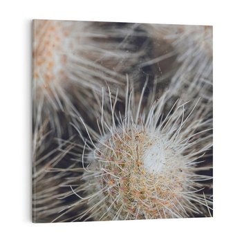Obraz na płótnie 70x70 - Ulotna Piękność Natury - makro, dmuchawce