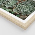 Plakat w ramie 50x70 - Zielona Uroda Sukulentów - sukulenty, zielone liście - rama drewno
