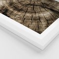 Plakat w ramie 40x50 - Natura Pod Lupą - pień drzewa, przekrój - rama biała