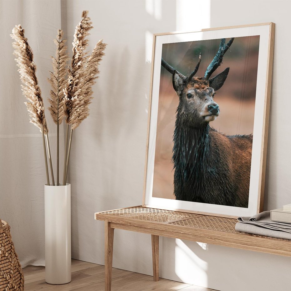 Plakat w ramie 40x50 - Spokojny jeleń - jeleń, las - rama drewno