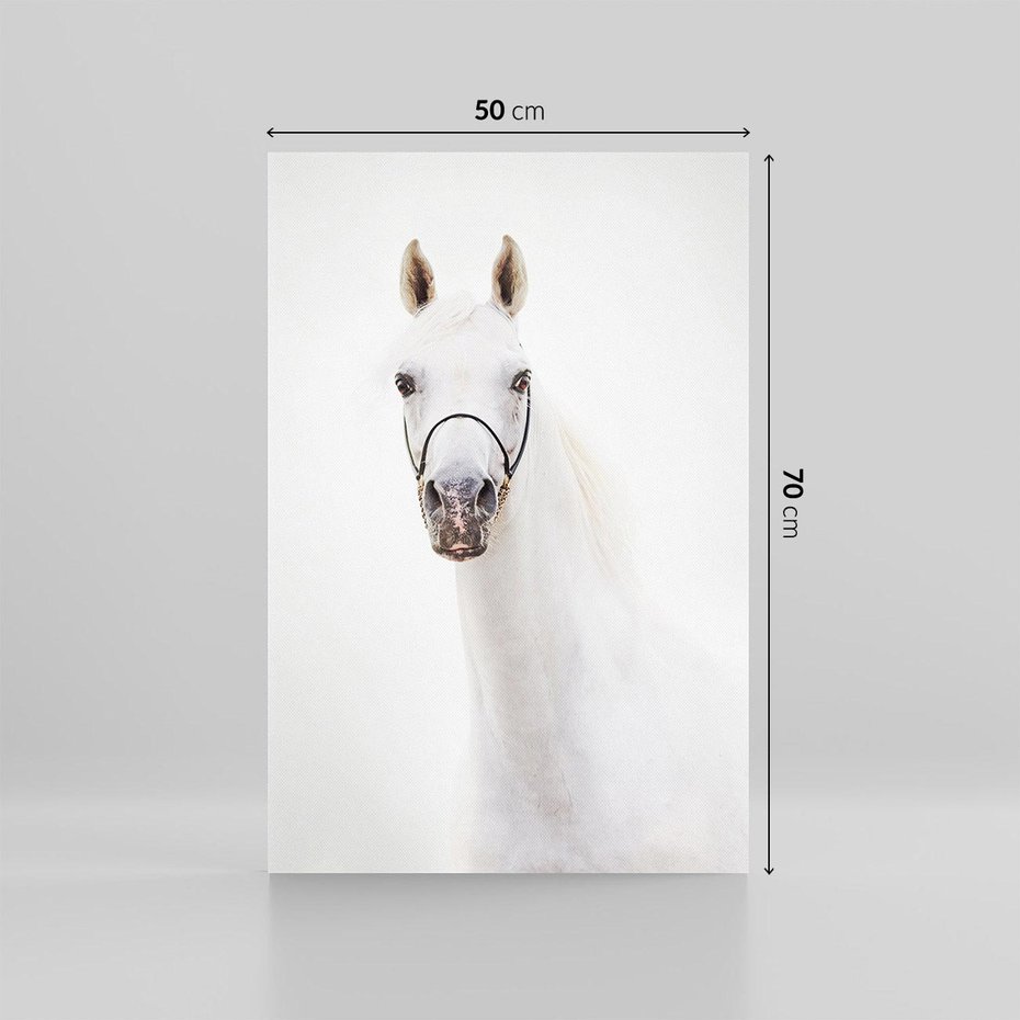 Obraz na płótnie 50x70 - Elegancja białego konia - biały, koń