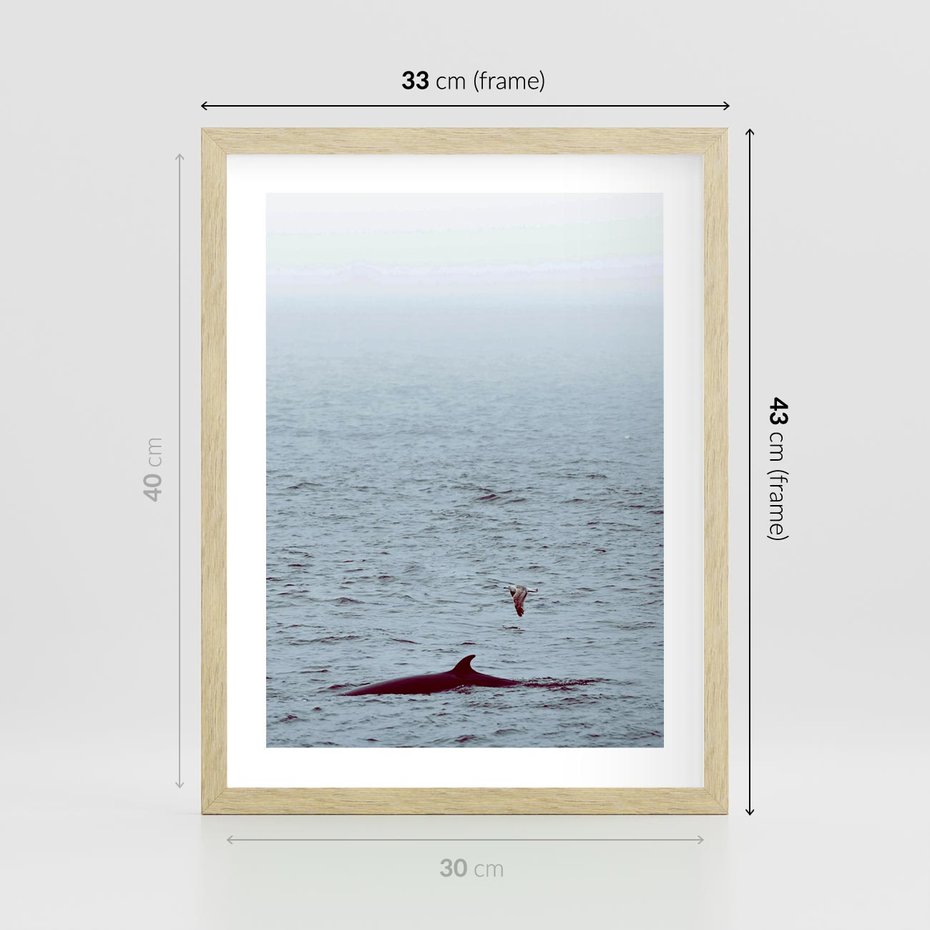 Plakat w ramie 30x40 - Spotkanie z Orką - morze, ocean - rama drewno