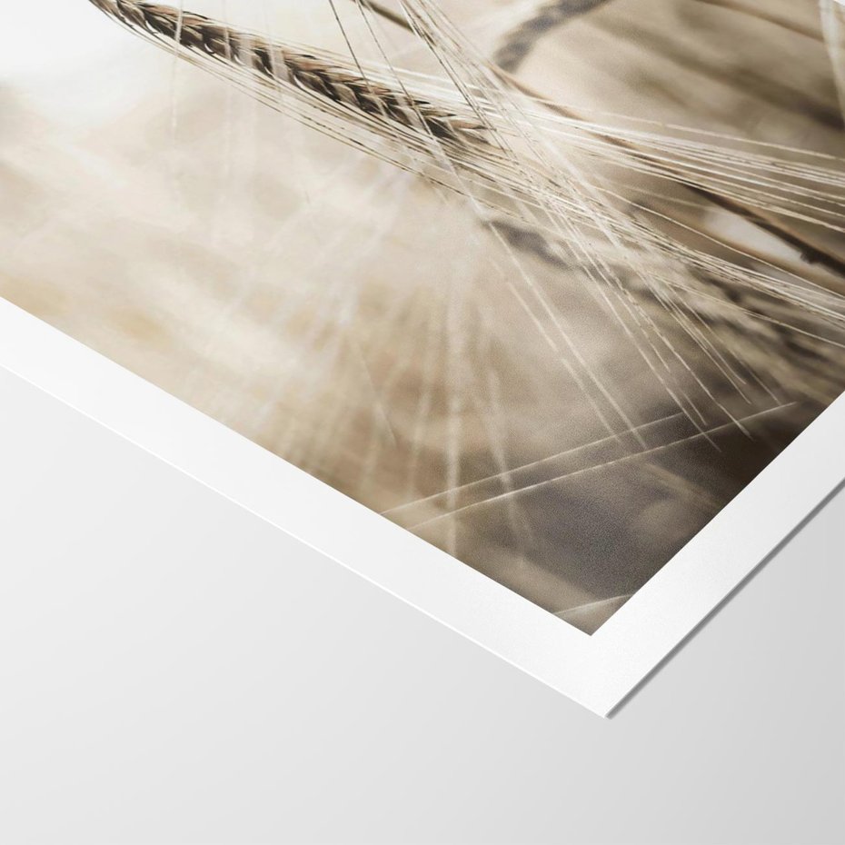 Plakat bez ramy 21x30 - Kłosy Pszenicy w Sepii - zboże, kłos pszenicy
