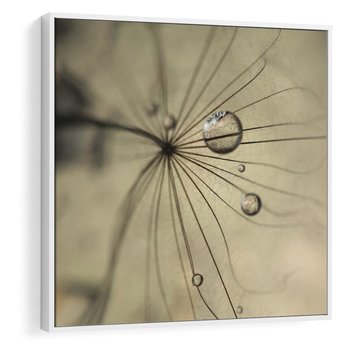 Obraz w ramie 80x80 - Delikatność dmuchawców - dmuchawce, krople - rama biała