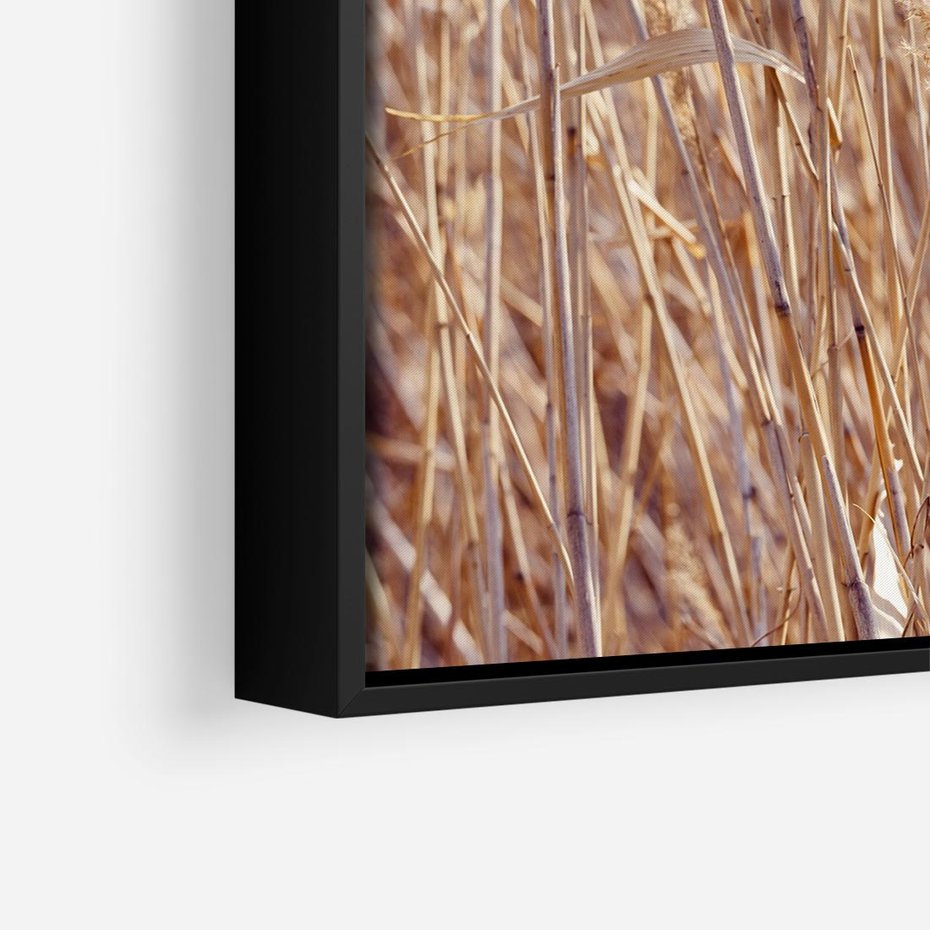 Obraz w ramie 50x50 - Mistrzowskie suche trawy - suche, trawy - rama czarna