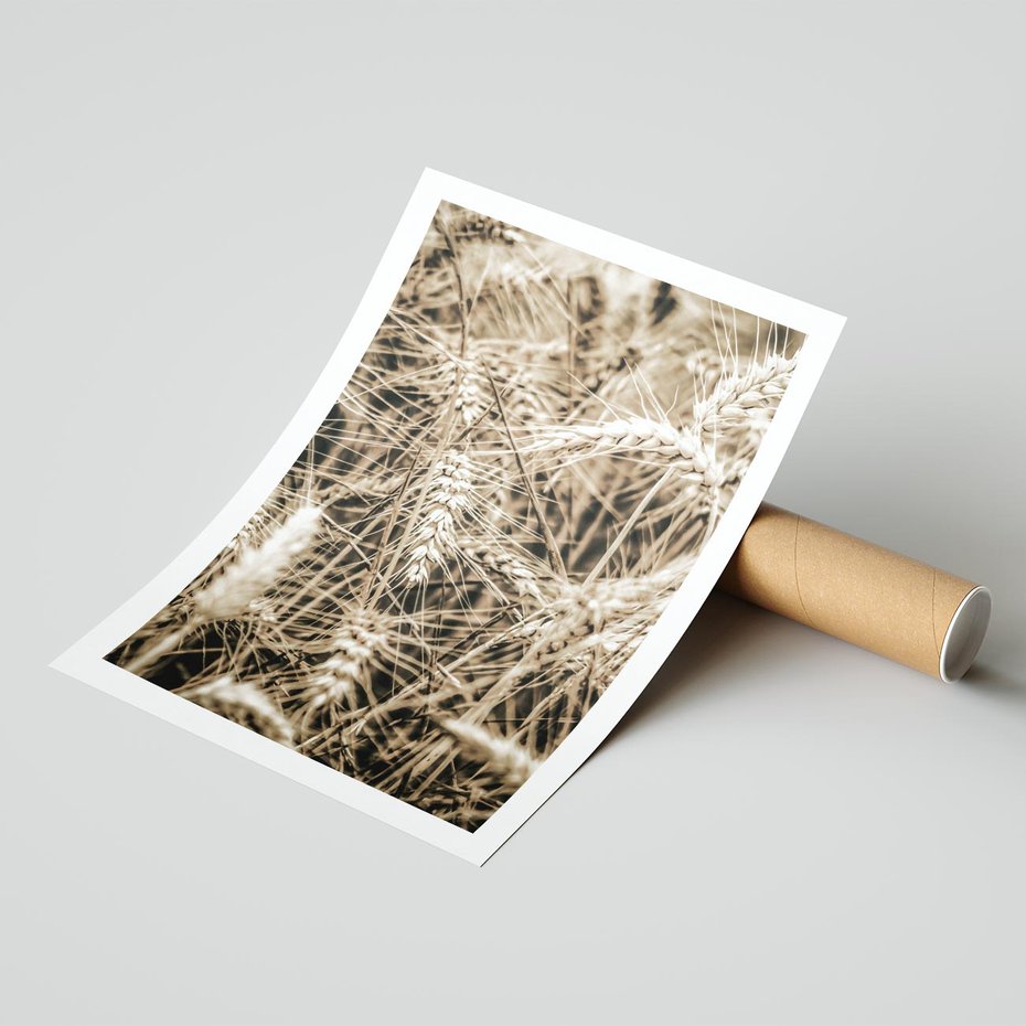 Plakat bez ramy 30x40 - Zbliżenie na Kłosy Zboża - zboża, kłosy zboża