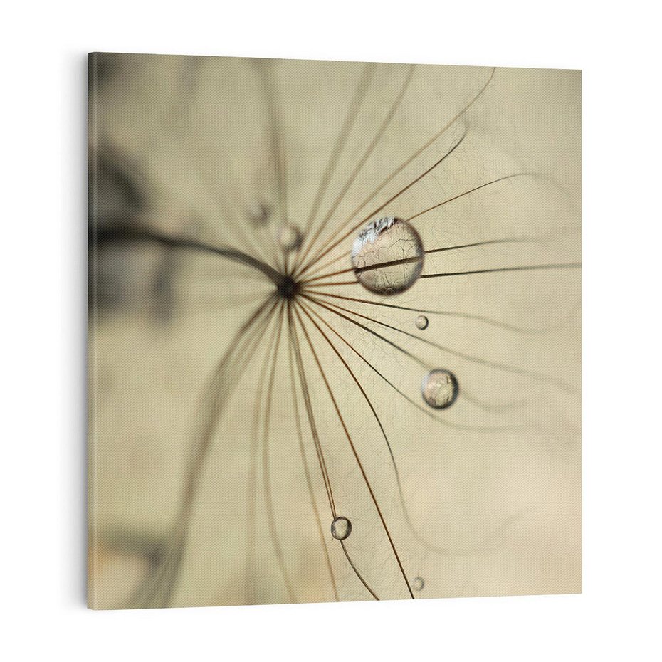 Obraz na płótnie 70x70 - Delikatność dmuchawców - dmuchawce, krople