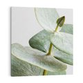 Obraz na płótnie 50x50 - Eukaliptusowa zieleń - eukaliptus, zielone